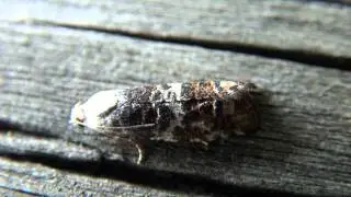 Tortricid Moth (Tortricidae)