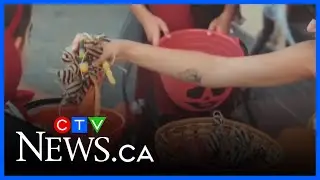 Trick-or-treaters urged to be safe for Halloween