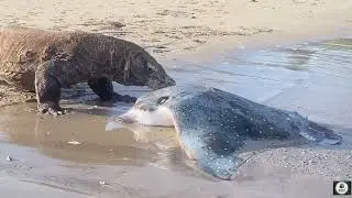 The Komodo Dragon &ndash; Master of the Lost Islands