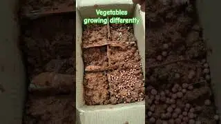 vegetables seeds growing in different way.#ytshorts #gardenvlogs#vegetables