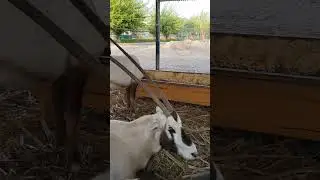 Arabian Oryx is the national animal of Qatar
