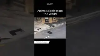 Animals are reclaiming the world (read desc)