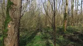 bosgeluiden  Purmerbos