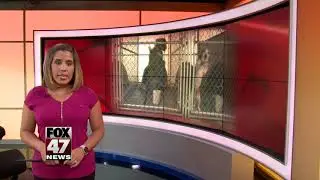 Ingham Co. Animal Shelter reduces adoption fees