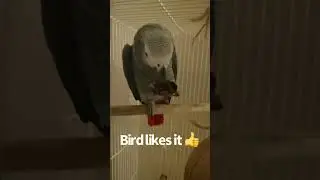 Toto emoji surprise egg 🥚😊🤩