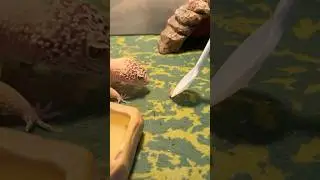 Rex eating his daily worms #gecko #cute #subscribe #shorts