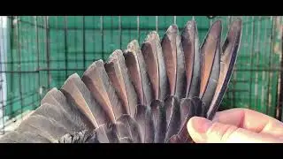 Спаривай битого и таганую - получишь красивый мрамор