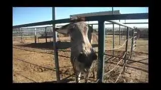 Zebra Donkey hybrid