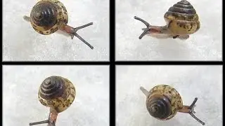 Euconulus trochulus (Reinhart, 1883) Silk Hive Snail