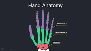 Your Guide to the Anatomy & Routine Projections of the Hand and Wrist