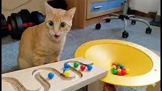 Cute Kitten Playing With Marble Track | Adorable Cat Fun 🐾😻
