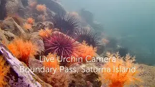 SIMRES Urchin Camera Live Stream