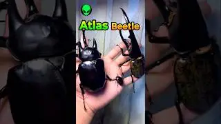 atlas beetle neck by S1V2
