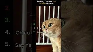 Ranking the cutest cat talking moments!