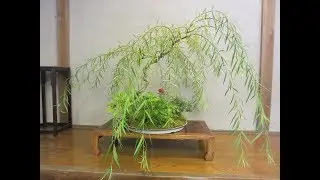 Weeping willow - Bonsai Style Series