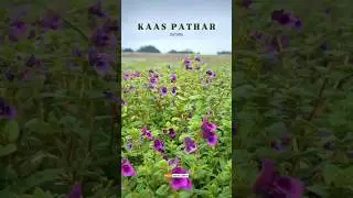Kaas Pathar Satara 2022 | कास पठार | Kaas Plateau | The Valley Of Flowers Maharashtra