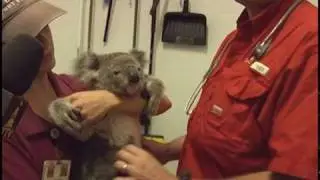 Дикая природа в зоопарке Лоури-Парк в Тампе &mdash; New Zoo Vet
