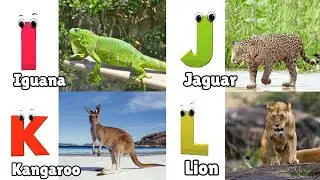 Alphabet Animals Song | Learn the ABC Alphabet Animals Song for Kids | ABC Alphabet Phonics Song