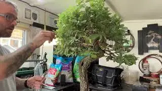 Pruning My California Scrub Oak Bonsai