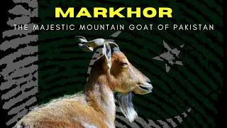 Markhor | Pakistan's National Animal | The Endangered Goat of the Mountains