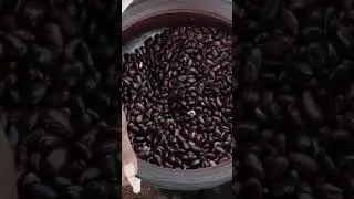 Castor Oil Making | விளக்கெண்ணெய் வீட்டில் தயாரிக்கும் முறை #oil#shorts