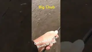 Big Chub!! Float fishing for Chub. #fishing #chubfishing #floatfishing #riverfishing #