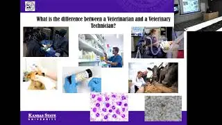 Should I Become a Veterinarian or a Veterinary Technician? What are the Responsibilities of Each...