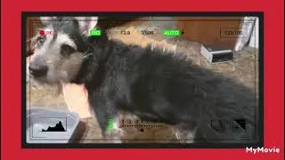 Very sad video...
