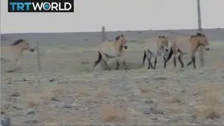 Mongolian Horses