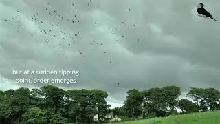 Jackdaws transition to order whilst mobbing