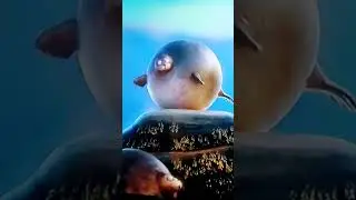 El duelo de las focas