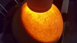 Life inside of an Ostrich Egg at Ostrich Land Ontario Farm