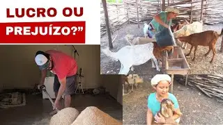 Passo a passo da produção de ração para cabras: será que é viável?”