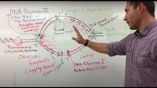 How is DNA Replicated: The DNA Replication Bubble