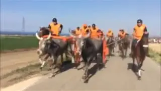 Corsa Dei Carri Portocannone 2017