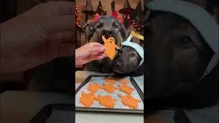 Easy Halloween Dog Treats 🎃 | Sweet Potato BOOOs Recipe for Dogs