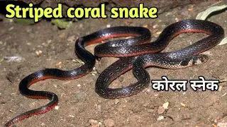 Striped coral snake documentary| Black coral snake A to Z information|  #coralsnake #coral #snake