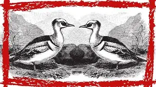 Smew Duck (Mergellus Albellus) Video | Smew Duck Sound | Smew Duck Call