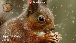 urban squirrel rap