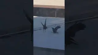 Crows fighting!