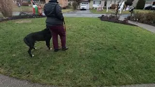 OB215 Competition Heeling - part 1 - outdoor heeling