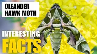 Exploring the Fascinating World of    Oleander Hawk Moth | Interesting Facts | The Beast World