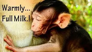 Full happiness! Cute baby Toni love mom,get fresh milk full| Toni much warm till asleep in chest Mom