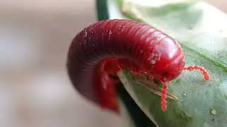 AMAZING MACRO SHOTS of Millipedes You've Never Seen Before!