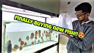 BUYING NEW DISCUS FISH FROM ACE DISCUS | FINALLY NEW FISH COMING IN😍