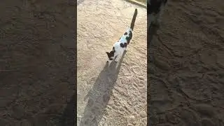 #قطط #cat #catlover #catvideos #cats #catplaying #catlovers #catstory #catshorts #catlife #nature