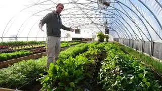Timeline of our vegetables growing in the greenhouse (6 weeks)