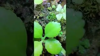 Paludarium: A Wetland Wonderland