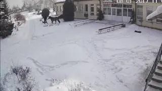 koń tadzik i kung fu