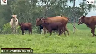 LOTE 01 - 5 VACAS COM CRIA